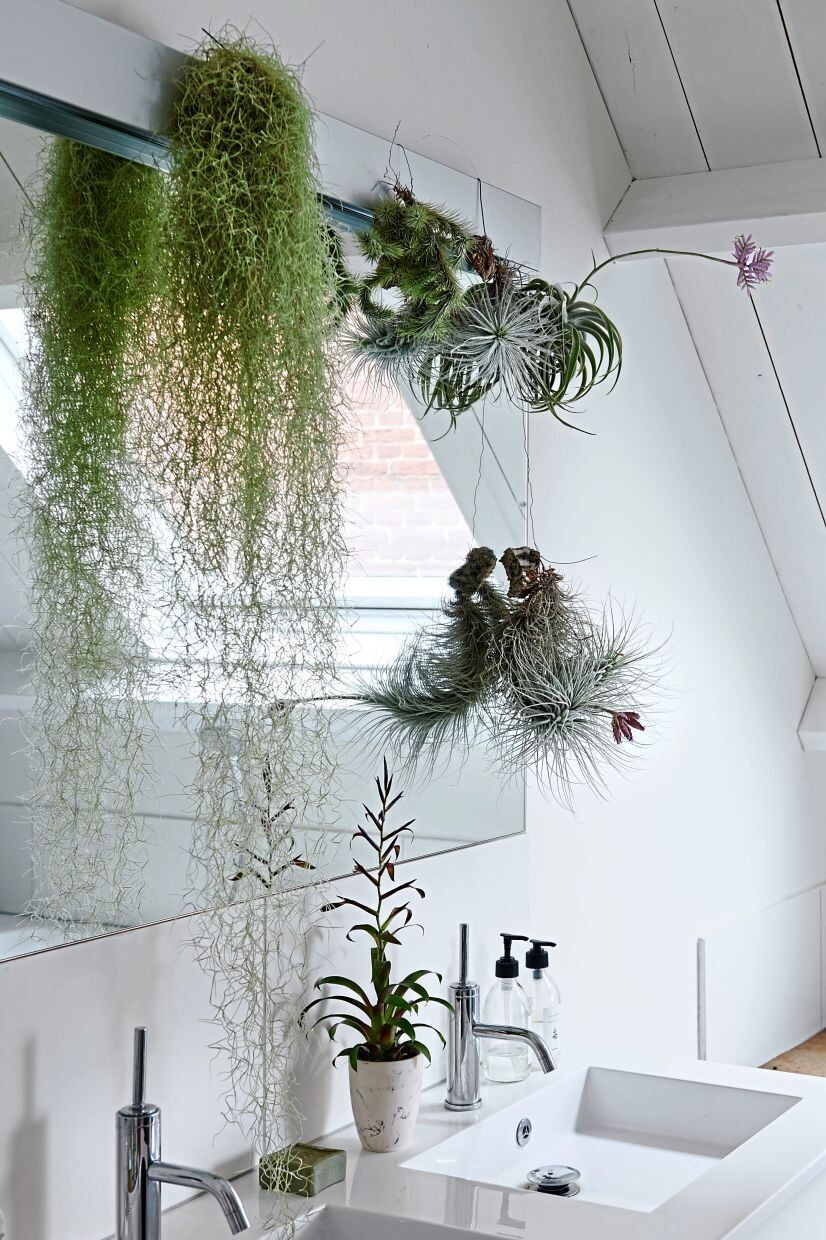 Spanish Moss – Live Spanish Moss Tillandsia Usneoides Hanging Air Plant Live.
