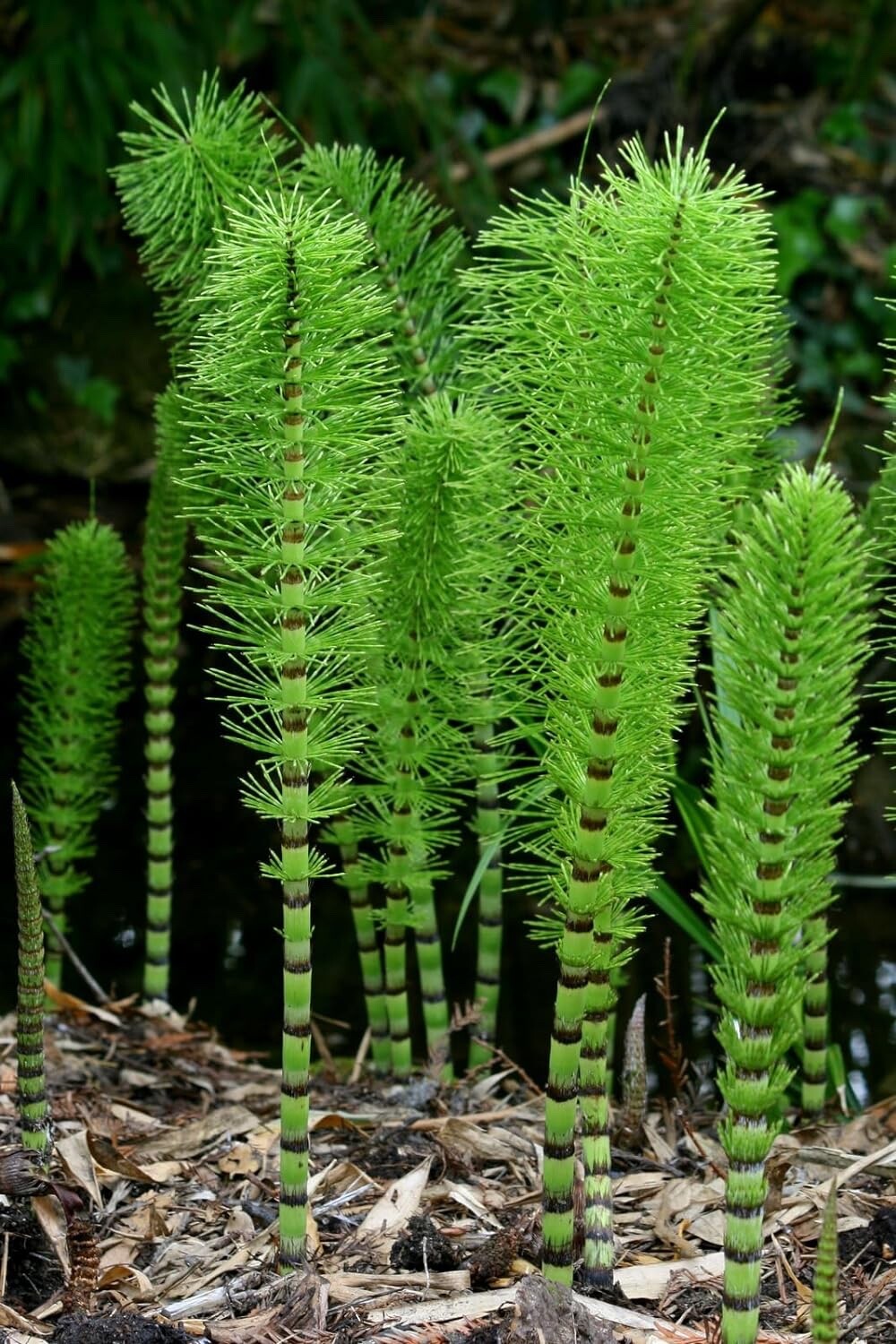 Horsetail Plant Cuttings to Grow – Equisetum – Great Aquatic Feature, Koi Pond