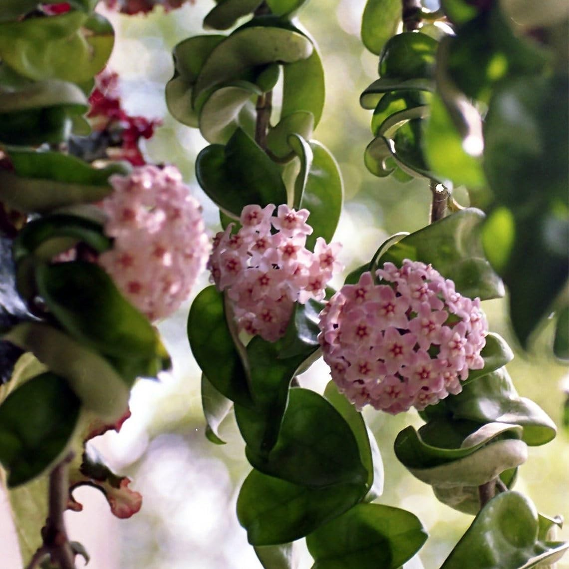 Hoya Compacta Hindu Rope Plant – 6-Inch Pot, Live Wax Flowering Indoor Plant