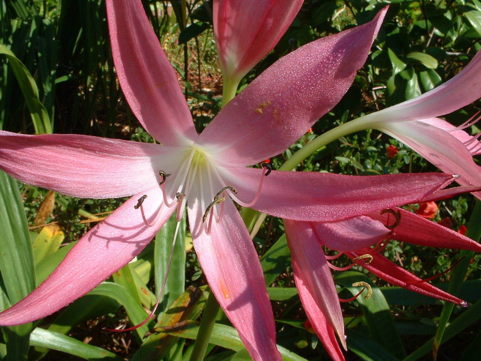 Crinum Lily, GRAB BAG, 30 bulbs, at least 10 types – over 50% off