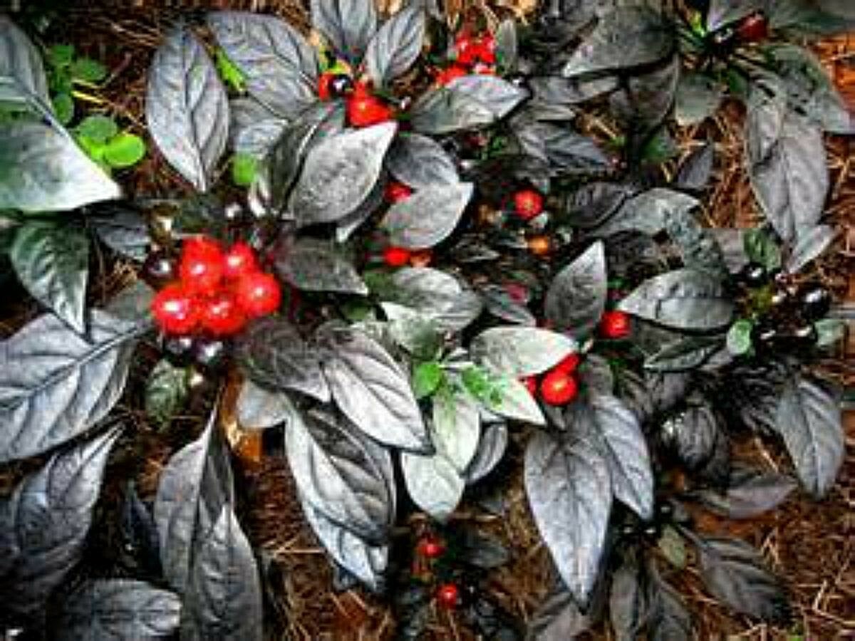 Black Pearl Pepper Seeds VERY UNIQUE PEPPER! SEE OUR STORE! Comb. S/H!