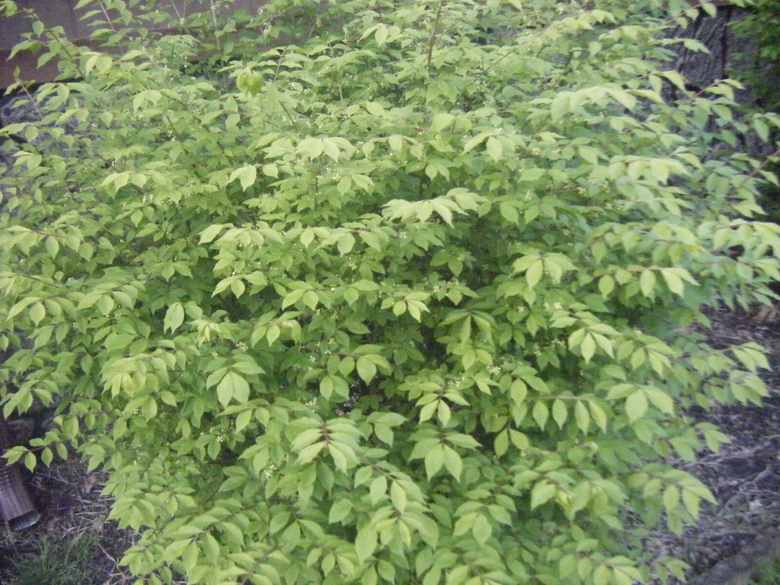 3 Red In Fall Burning Bush Shrubs Plants Beauty Heart PLANTS 1 to 2 foot TALL