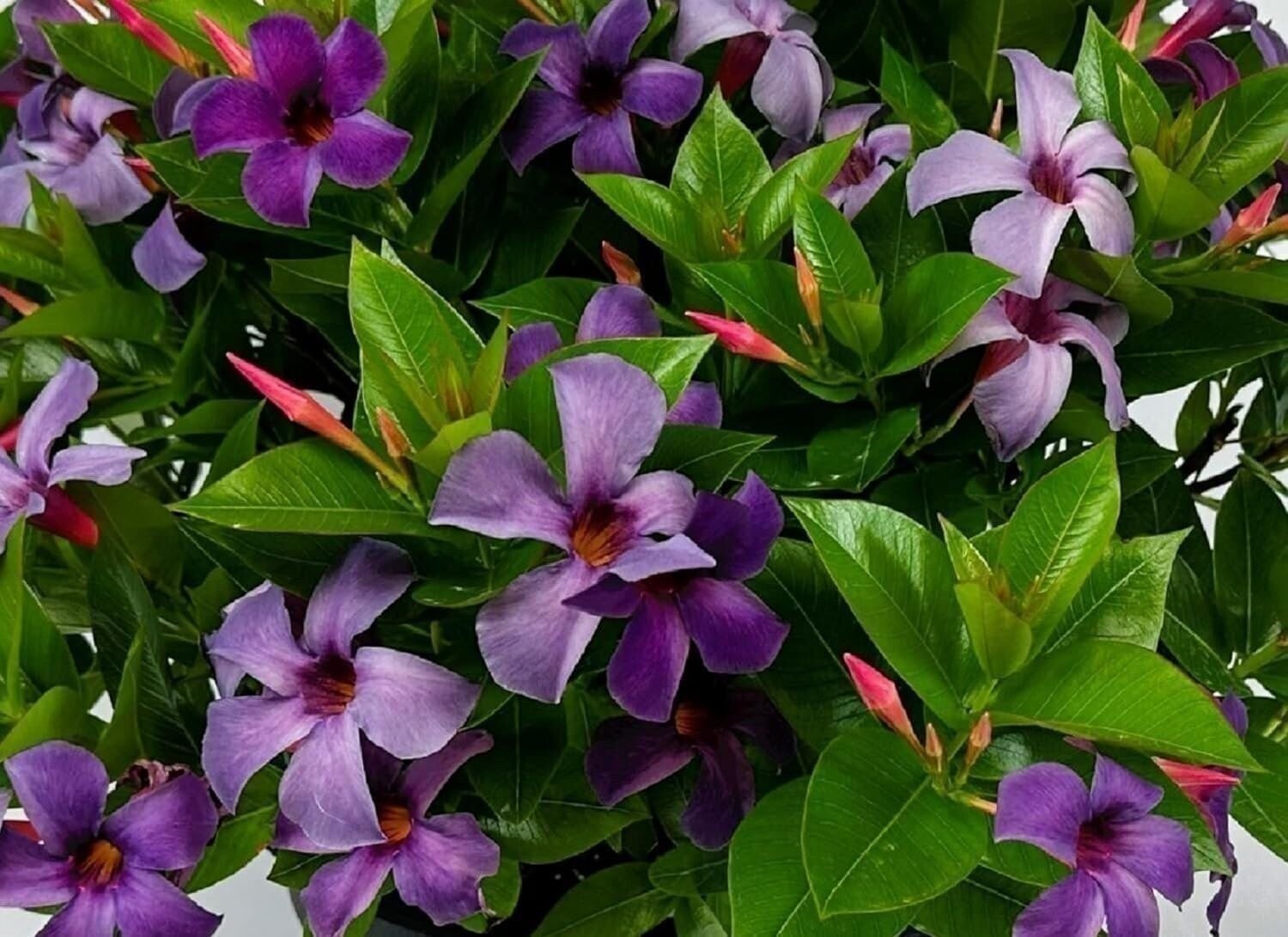 Mandevilla NEW! 2024 Bluephoria Blue Flowers Starter Plants, Lot of 2