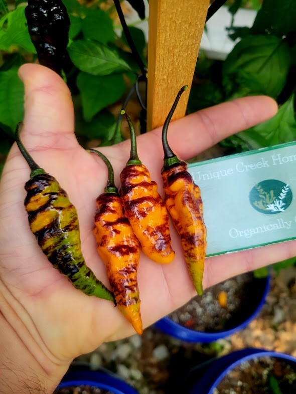 Black Panther Orange SUPER HOT Pepper 25-Seeds 1,100,000 Scoville Unique Creek