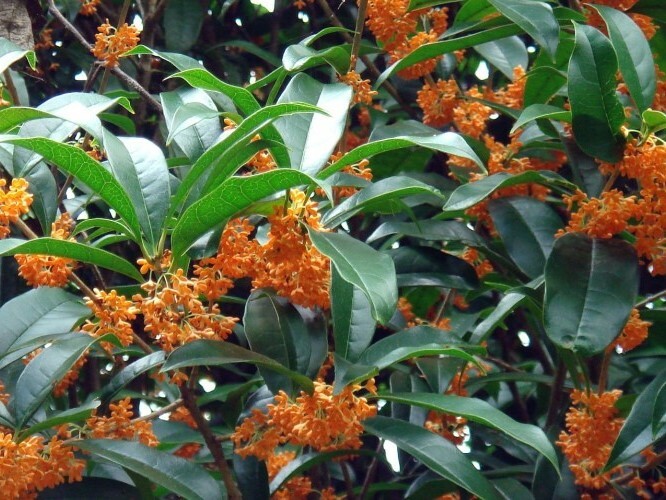 Orange Flowering Fragrant Tea Olive (osmanthus) – Live Plant – Trade Gallon Pot