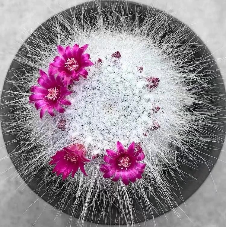 Mammillaria hahniana Old Lady Cactus Cactiand exotica Rare Succulent Plant