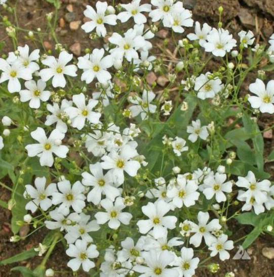 Wildflower Mix DRY AREA MIX w/Perennials Full Sun Pollinators Non-GMO 1000 Seeds
