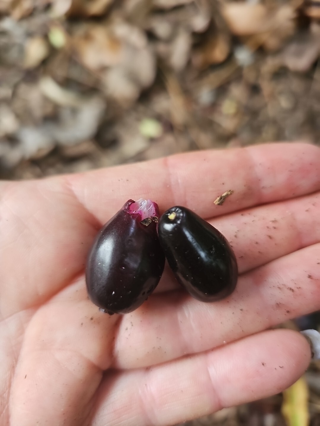 JAMUN JAMBUL FRUIT TREE Syzygium cumini INDIAN WAX APPLE Java plum live Plant
