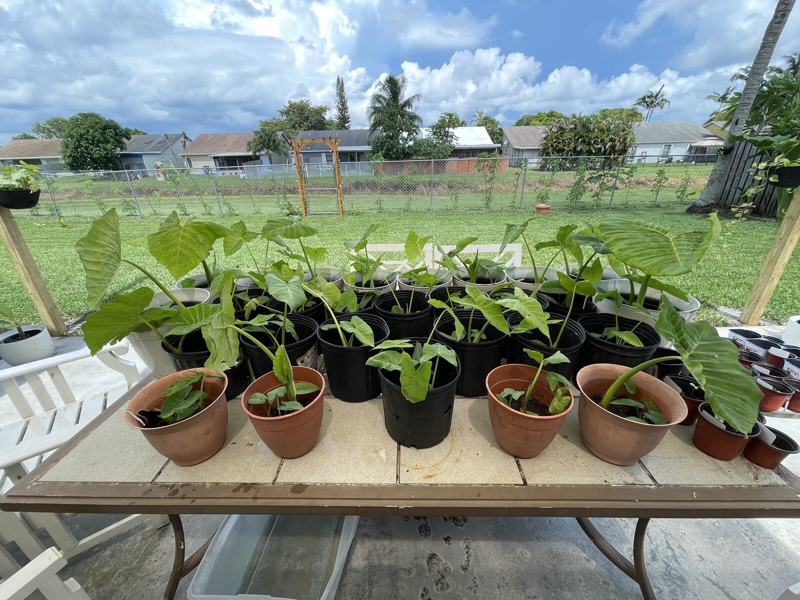 “Giant Taro” Colocasia Elephant Ear Plant 10 Bare Root Ready To Plant Guaranteed