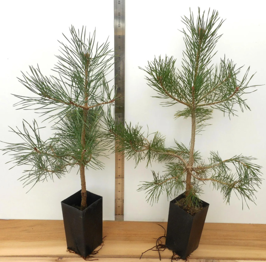 Live Scotch Pine Tree – 14–22″ Tall – Potted Tree – Ideal for Garden or Patio