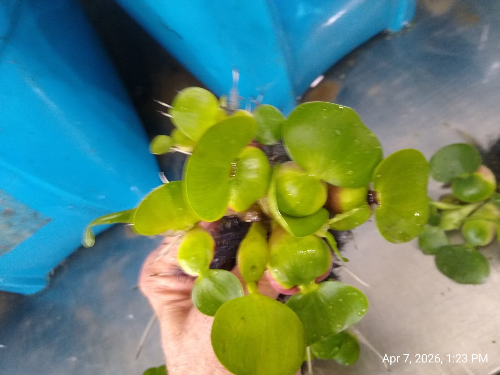 25 HELEN’S,WATER,HYACINTH,POND,PLANTS =75+ BULBS,100% ORGANIC GROWN,PA # OOO5DL