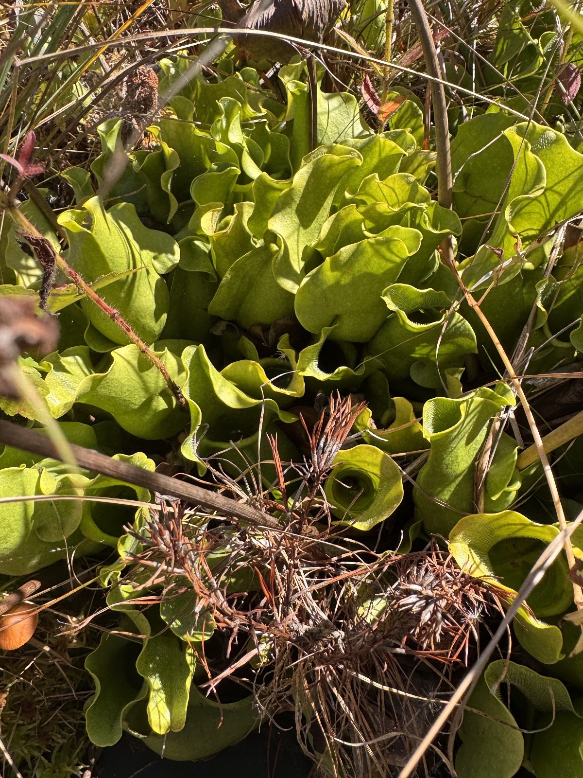 ‘NORTH’ MEETS ‘SOUTH’ Pair – Anthocyanin-Free Meets Anthocyanin +