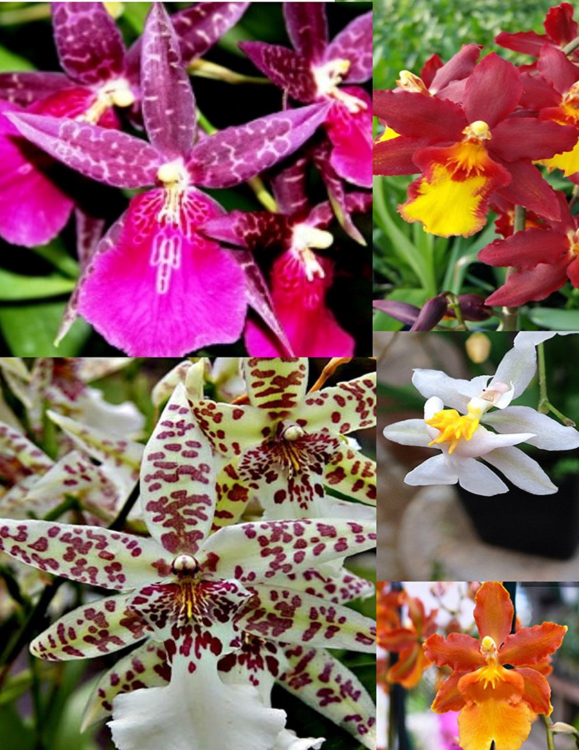 B25 – 4 Live Orchid choose (Cattleya, Oncidium, Vanda, Dendrobium,Phalaenop