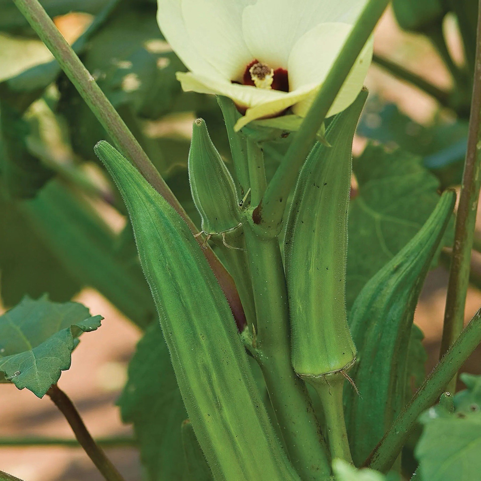 140+ clemson spineless okra seeds 10 Grams