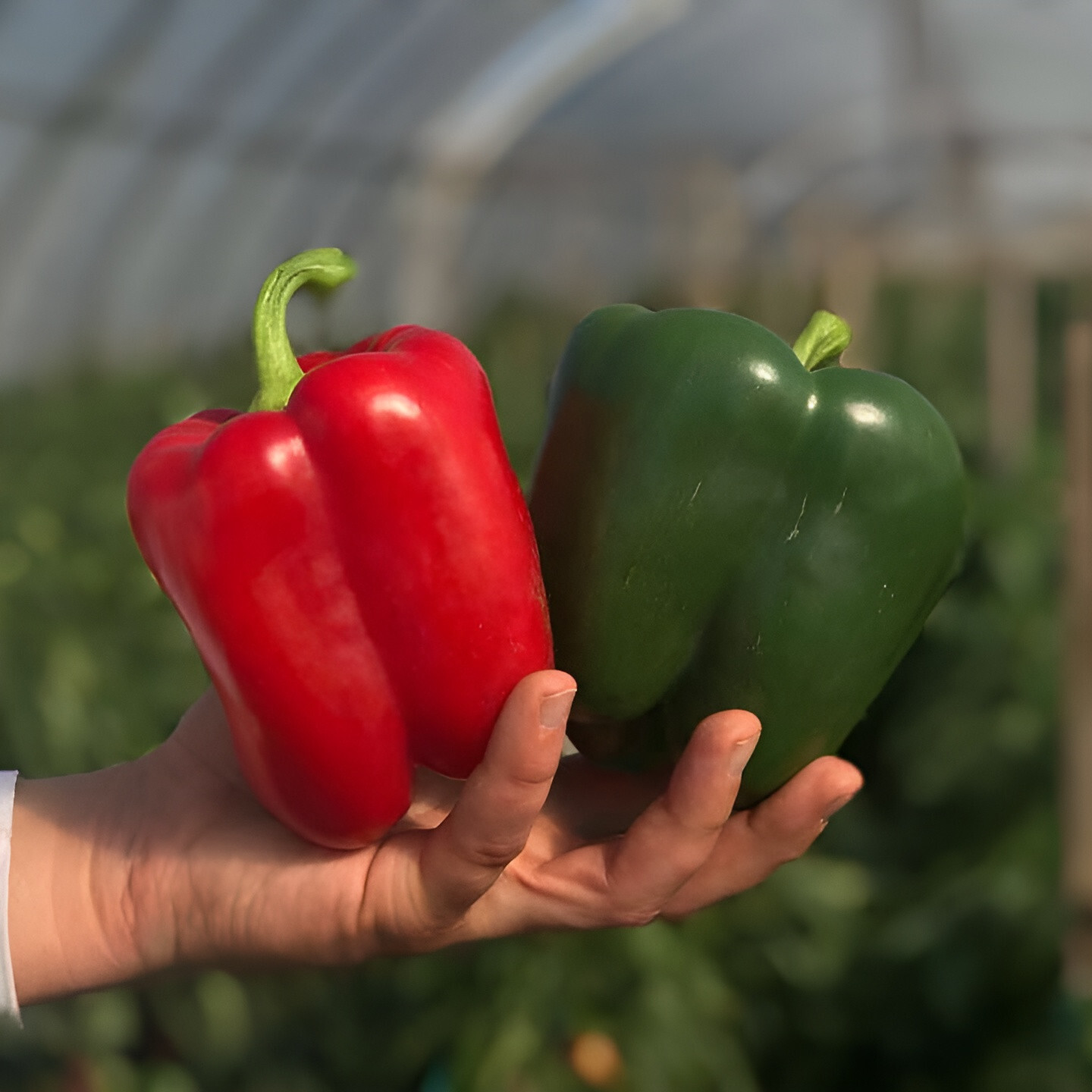100 Heirloom Keystone Resistant Bell Pepper Seeds – Huge & Disease Resistant