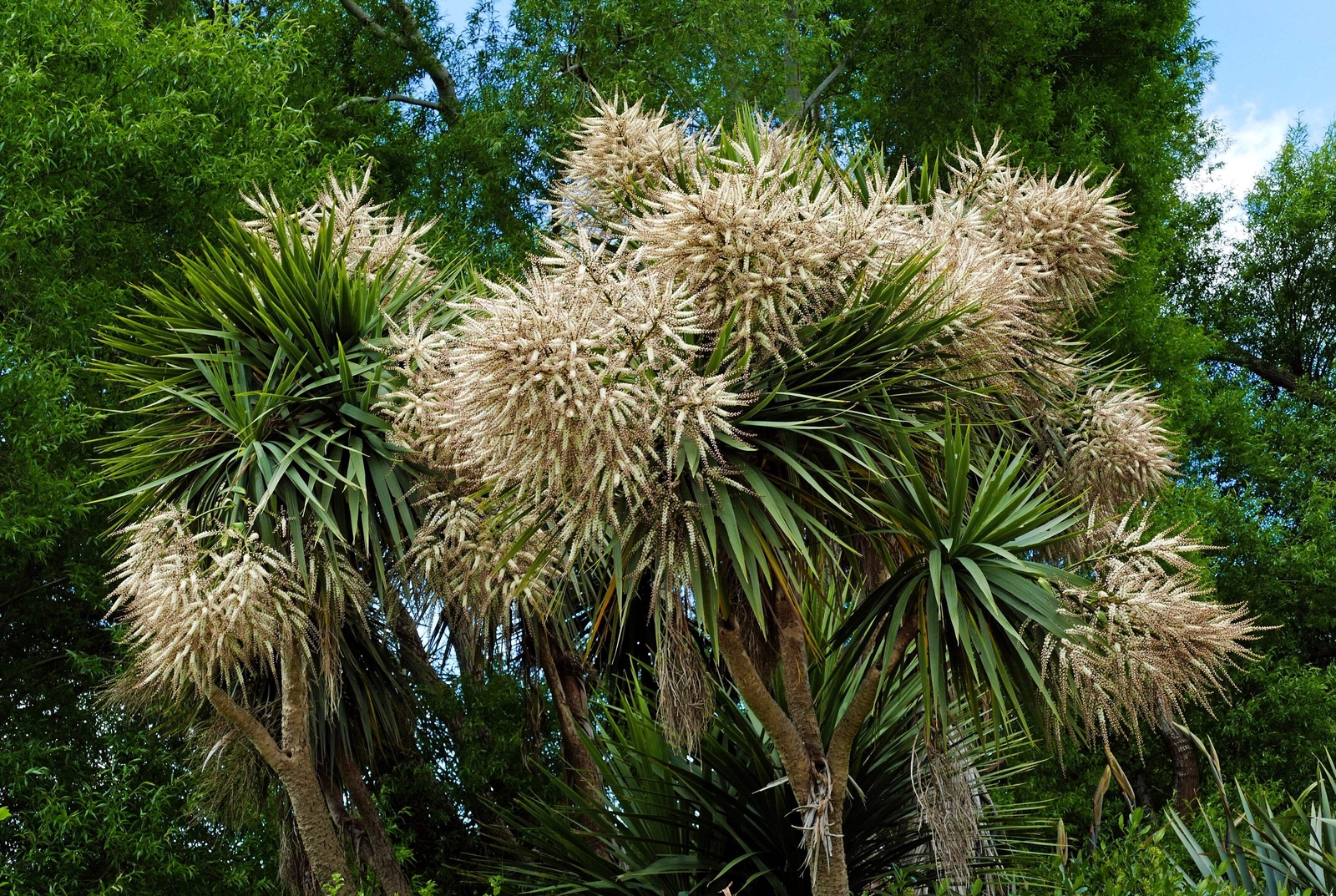 25 BLUE DRACAENA SPIKES Cordyline Indivisa Flower Seeds *Flat S/H