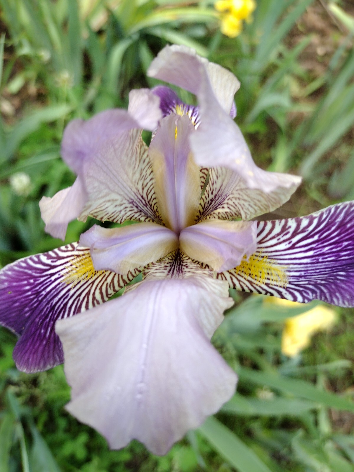 20x FRESH MIXED VARIETIES/COLORS BEARDED IRIS Bulbs/Rhizomes FRESH