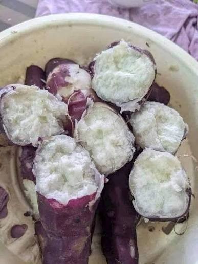 10 Red Skin White Slips Vietnam Sweet Potato-Cuttings-Khoai Lang Đỏ-Have Roots