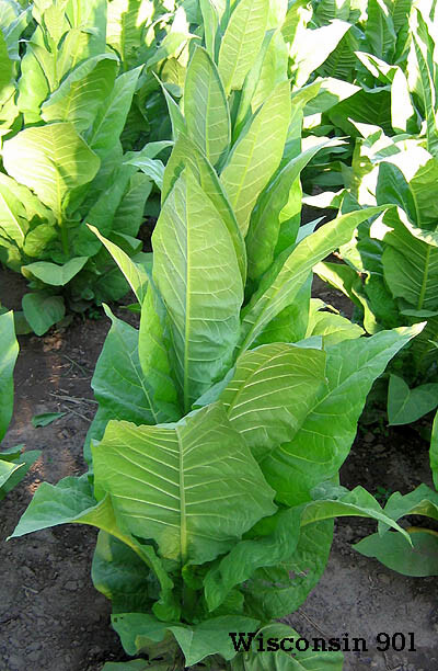1000 Wisconsin 901 Tobacco Seeds – Nicotiana tabacum – Cigar or Pipe Tobacco