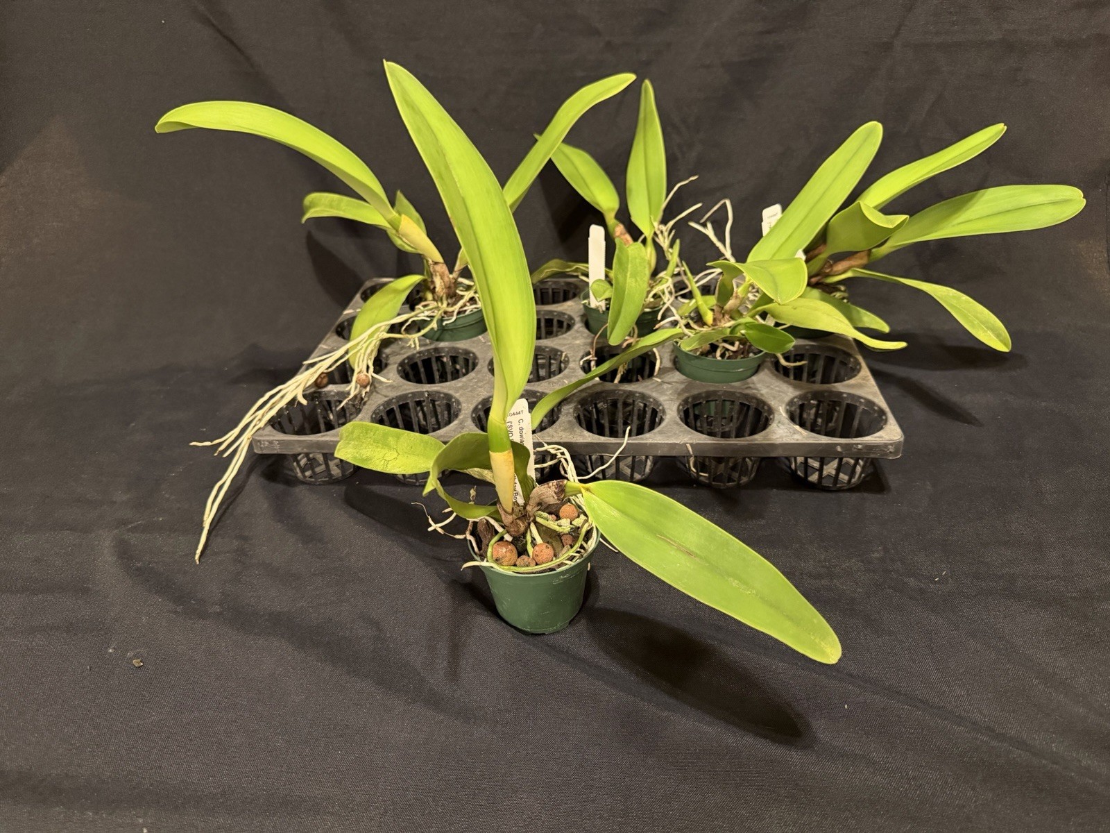 Cattleya dowiana v. rosita in 3in pot