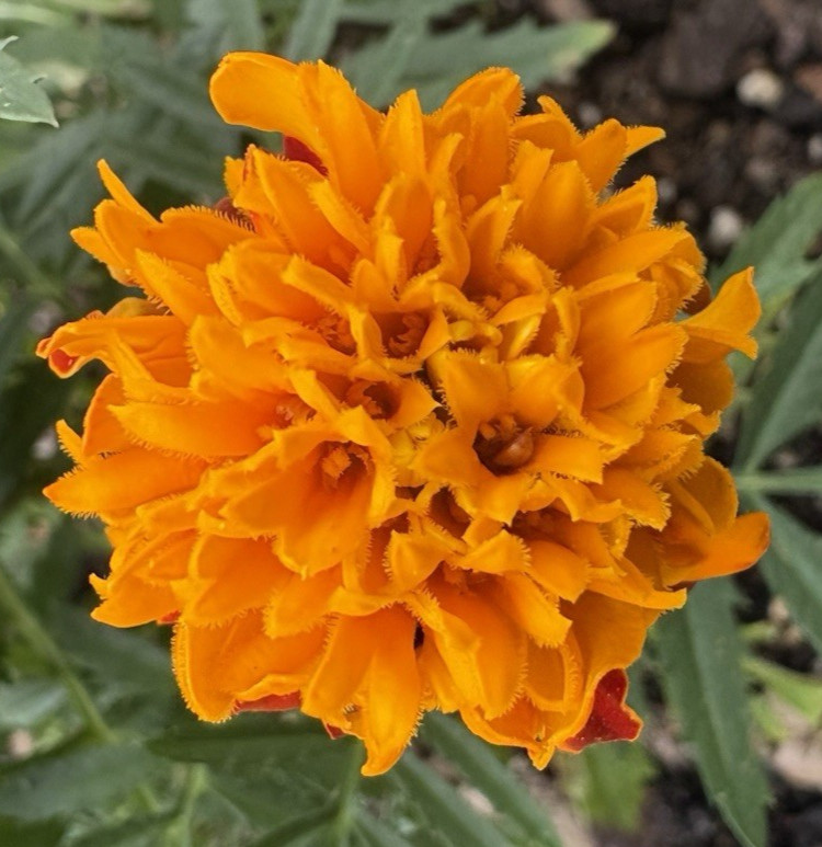 MARIGOLD FLAMING ORANGE FLOWER SEEDS 100+ Garden Seeds FREE SHIP