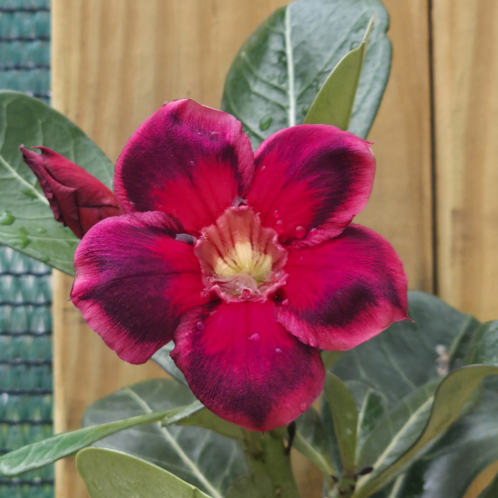 B104: Exotic Desert Rose Plant/ Adenium/ Rosa del Desierto/ Original from Seed
