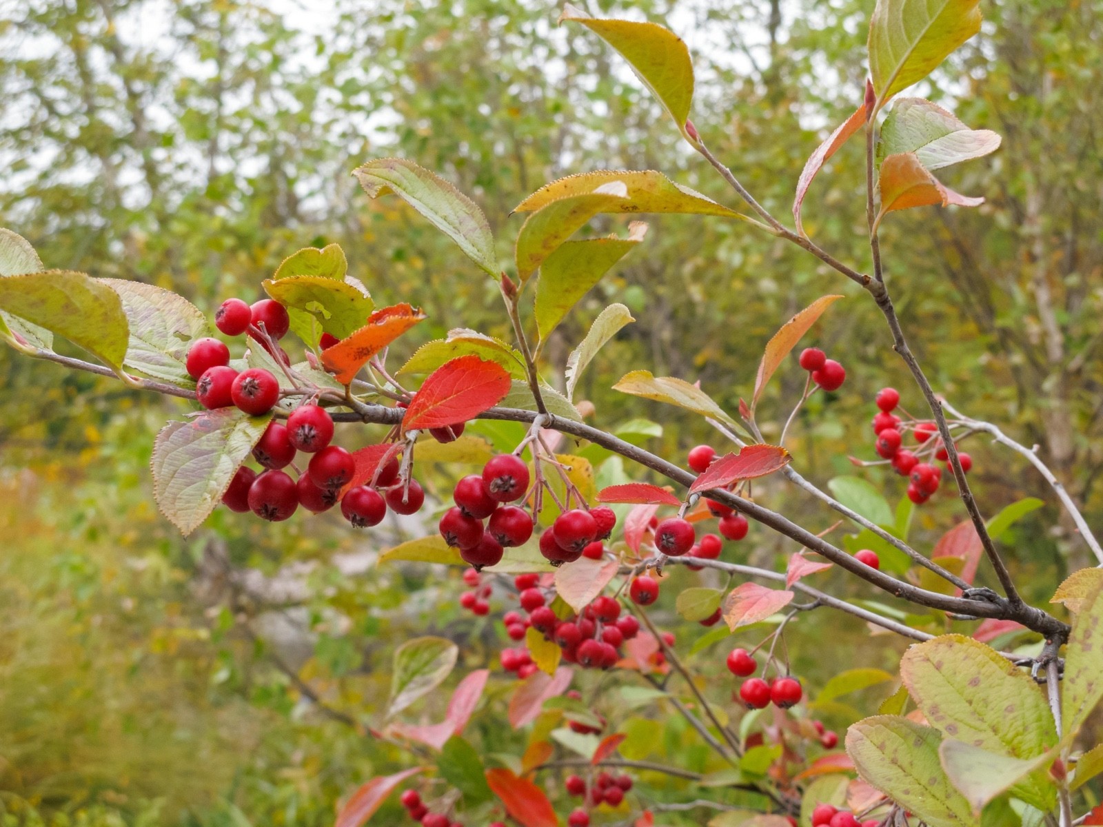 1 Red Chokeberry Aronia arbutifolia 12-24″ Starter Plant Bare Root