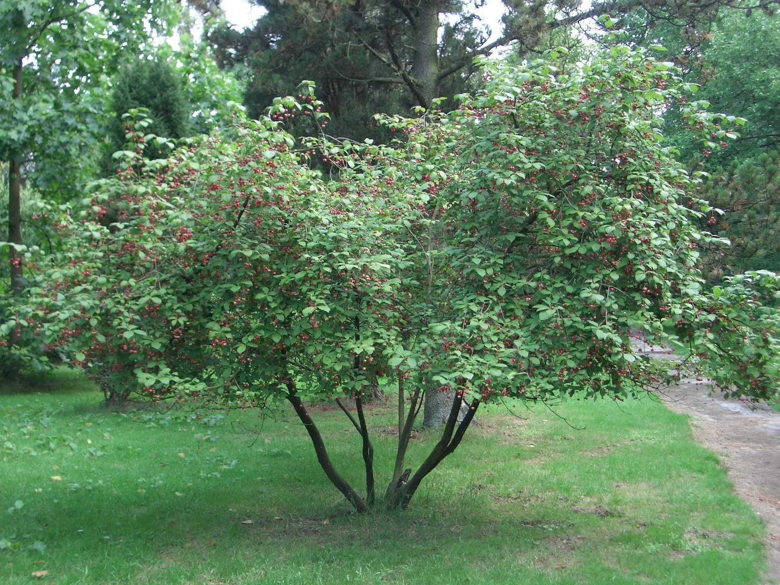 Scarlet Euonymus, Euonymus sachalinensis, Shrub Seeds