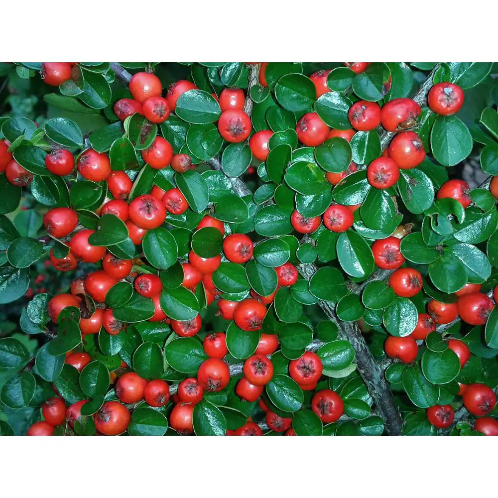 1 Gal. Cranberry Cotoneaster Shrub This True Multi-Purpose Shrub Displays a Diff