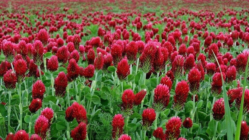 1200+ Clover CRIMSON RED SEEDS ———– BEE’S / HUMMINGBIRD — COVER CROP