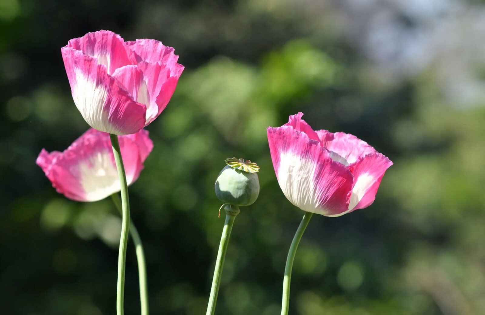 1,000 Amphora Poppy Seeds –P. Somniferum – Stunning Frilly White and Pink Petals