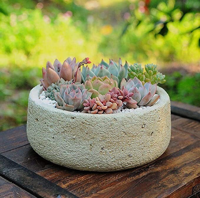 100pcs Mix Rare Succulent Seeds for Planting, DIY Bonsai Ornamental Plant