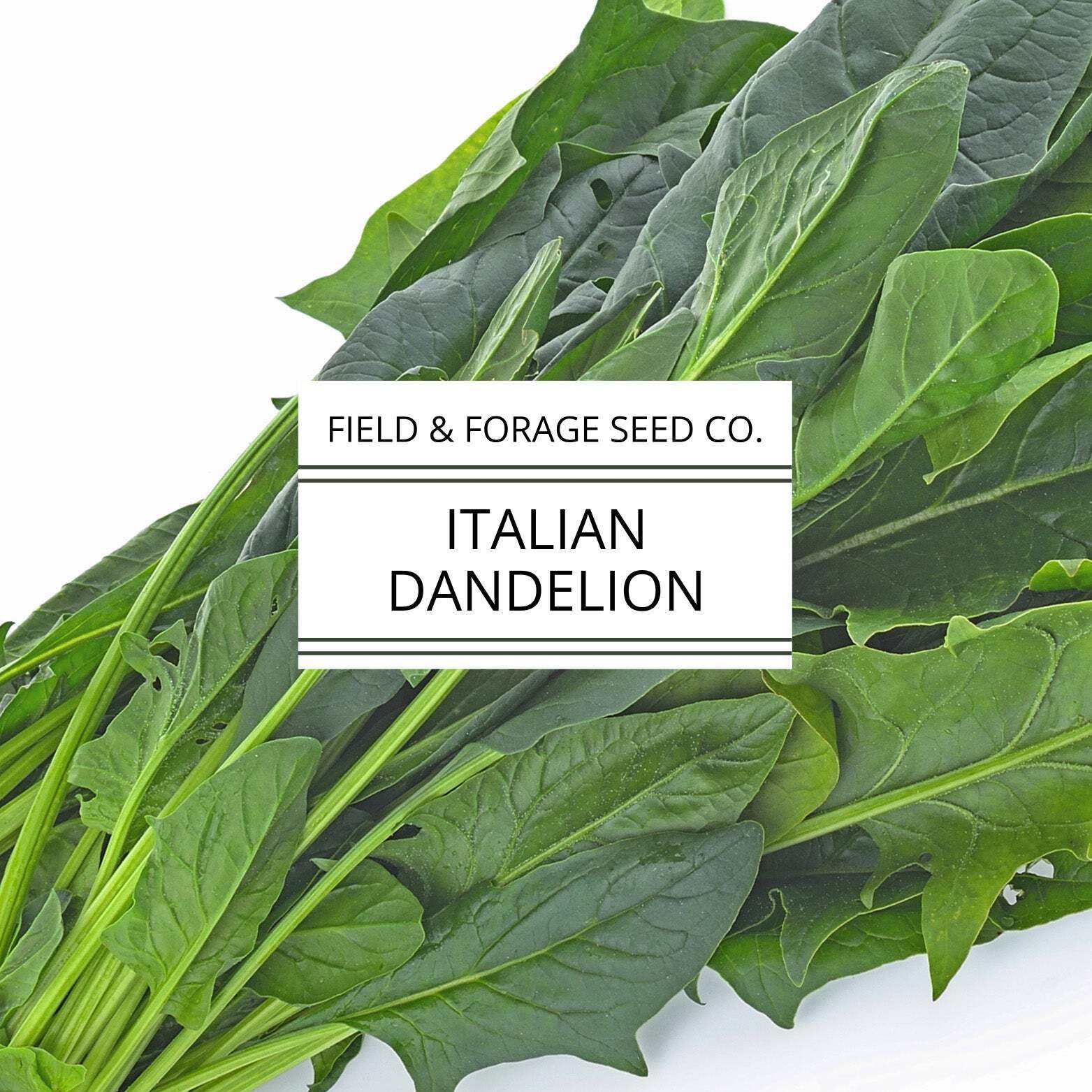 Italian Dandelion | Cichorium intybus | Heirloom Bitter Green | Non-GMO | 100 Se