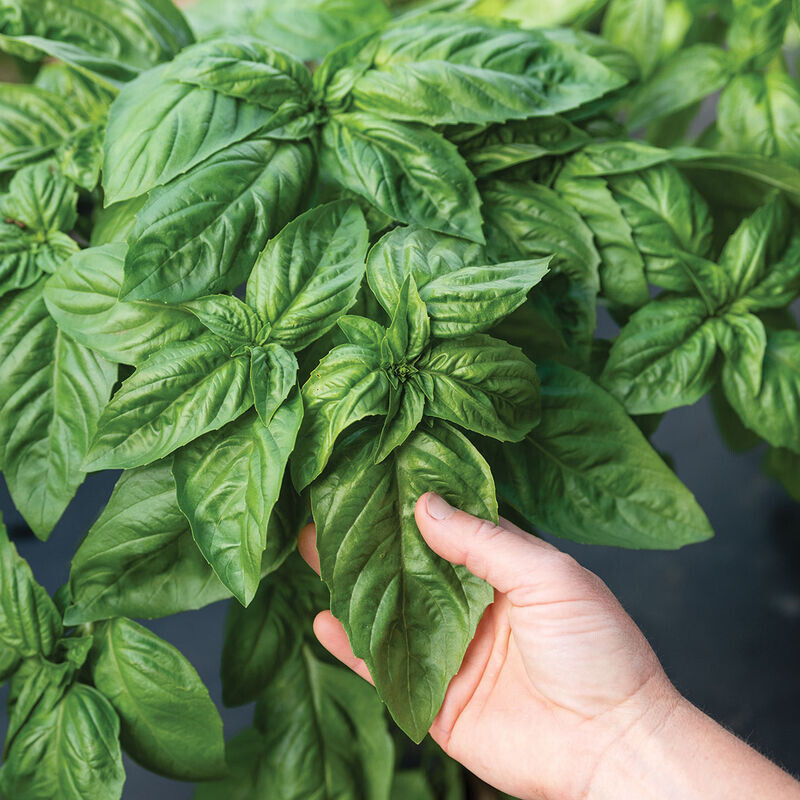 200 ITALIAN LARGE LEAF BASIL SEEDS ~ heirloomseedguy ~ 2026 ~ NON-GMO