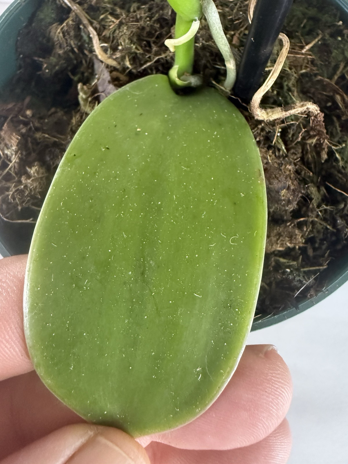 Large Plant 5” Vanilla planifolia Orchid. Typical Green Color