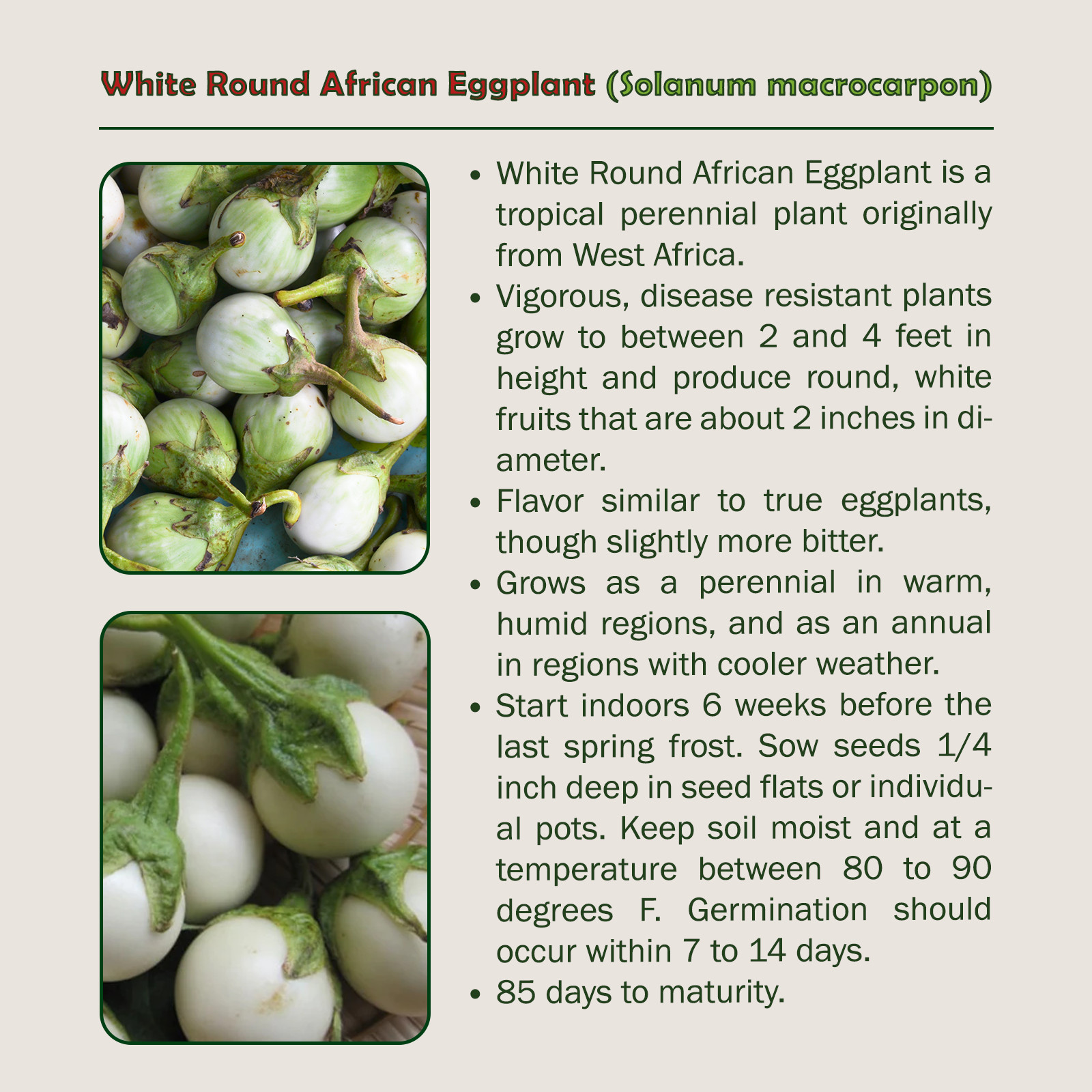 20 White Round African Eggplant Seeds, Solanum macrocarpon, Organic, Genuine USA
