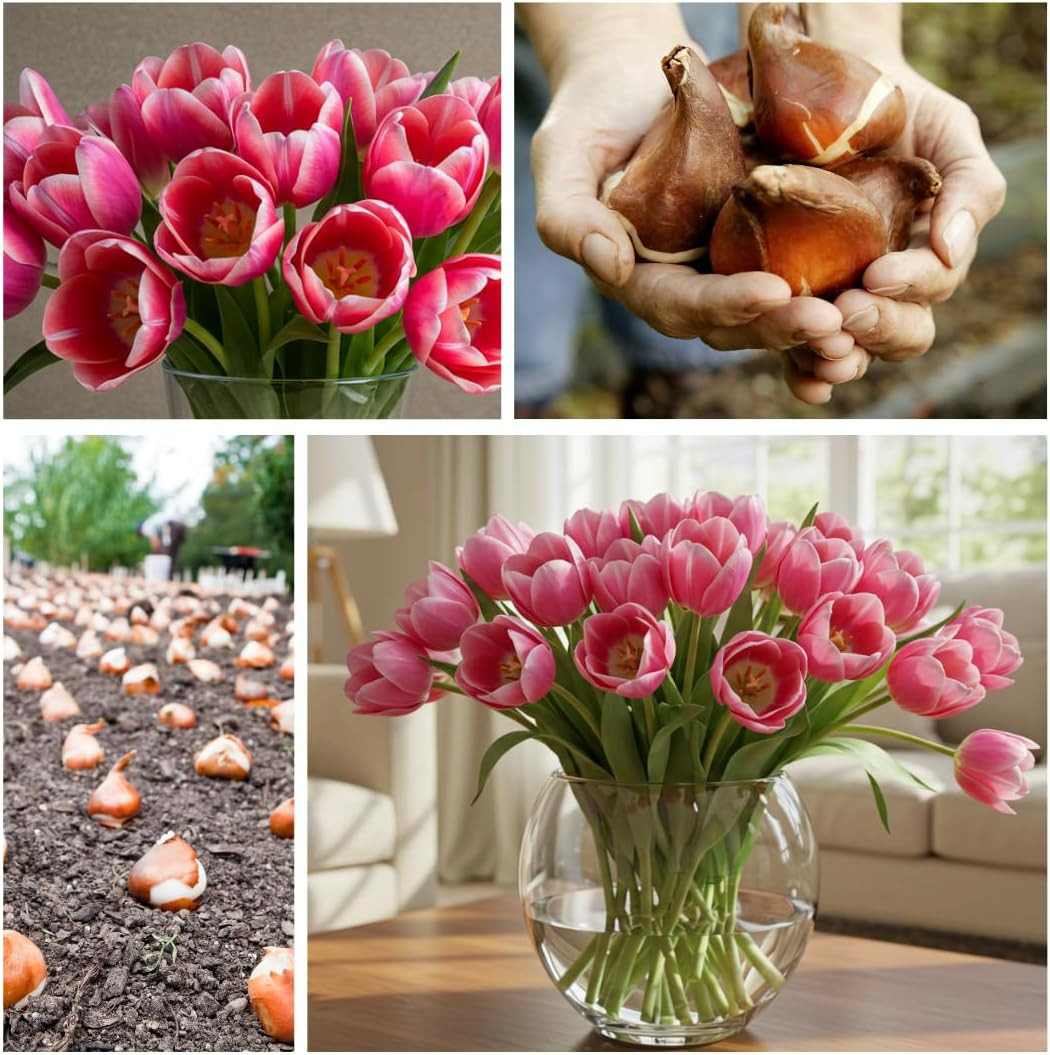 10 Pink Passion Tulip Bulbs for Planting – Easy to Grow Fall Planting Flowers…