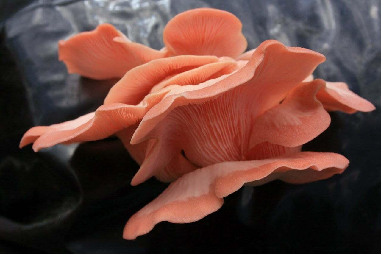 Seeds Mushroom Oyster Pink Rare Mycelium Spawn Dried Spores Organic Ukraine