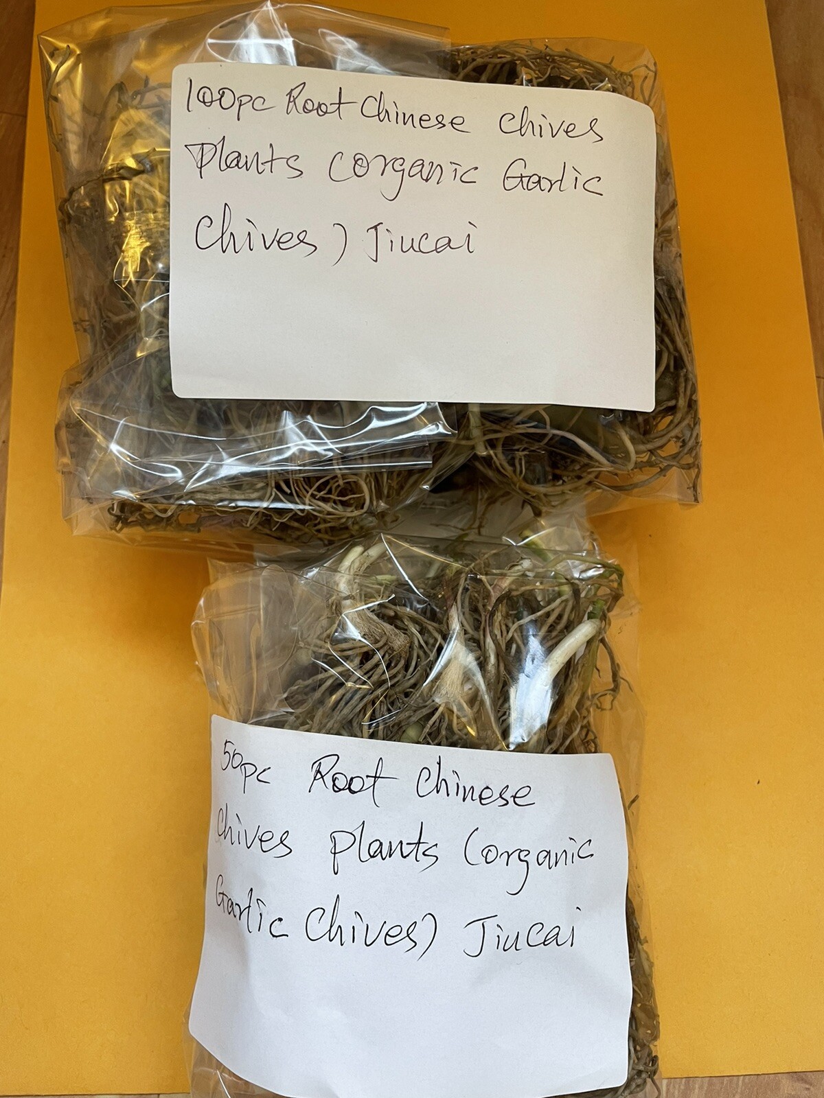100 Rooted Allium Tuberosum Organic leek Plant (Garlic Chives, Over 2 Years Old)