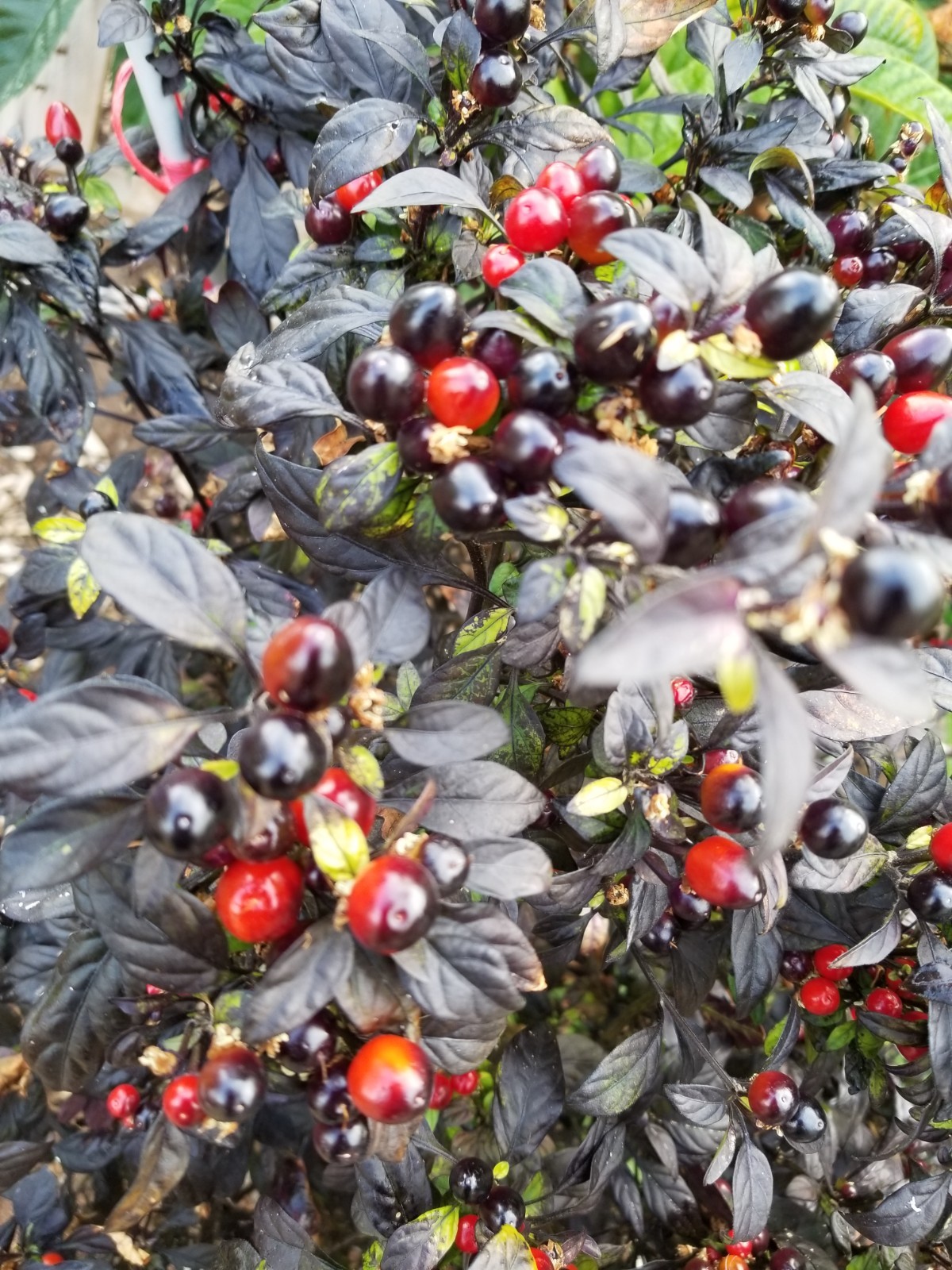 30+ Seeds of BLACK PEARL Hot Pepper Organic US Grower