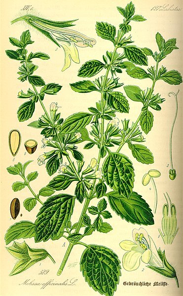 500 Lemon Balm Seeds – Melissa officinalis Seeds – Medicinal Herb – Non-GMO