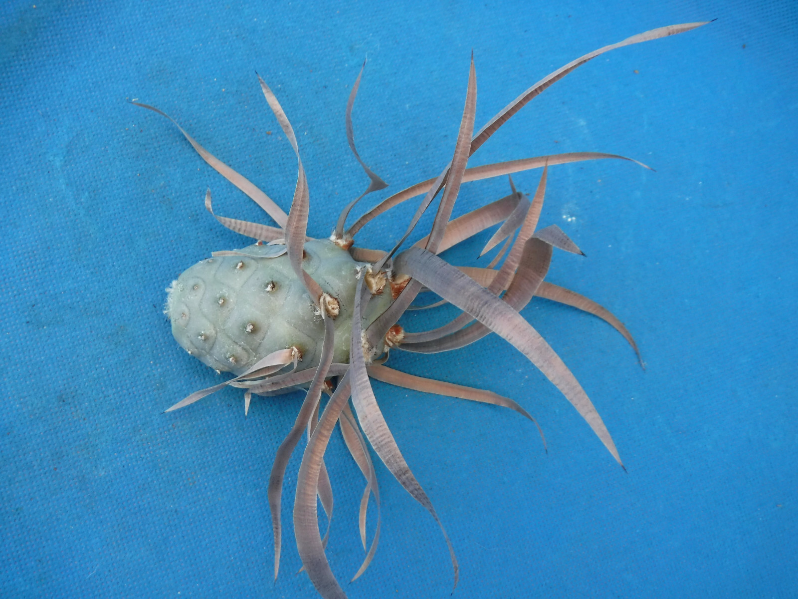 Tephrocactus articulatus “Paper Spine” LARGE BROWN SPINE CULTIVAR One Segment