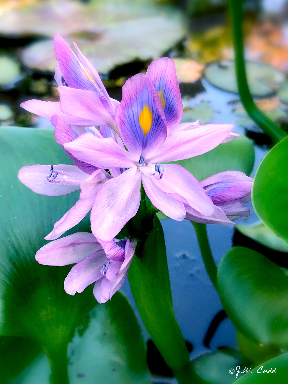 3 Water Hyacinths Aquautic Plant Tuber Rhizome (Live Plant) Purple
