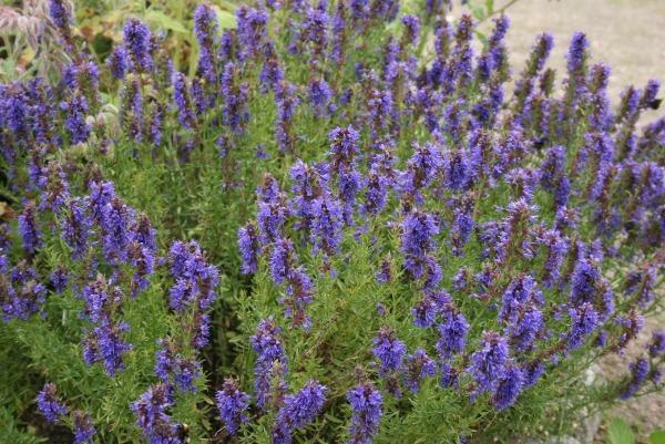 Hyssopus officinalis | Hyssop | 200 Seeds
