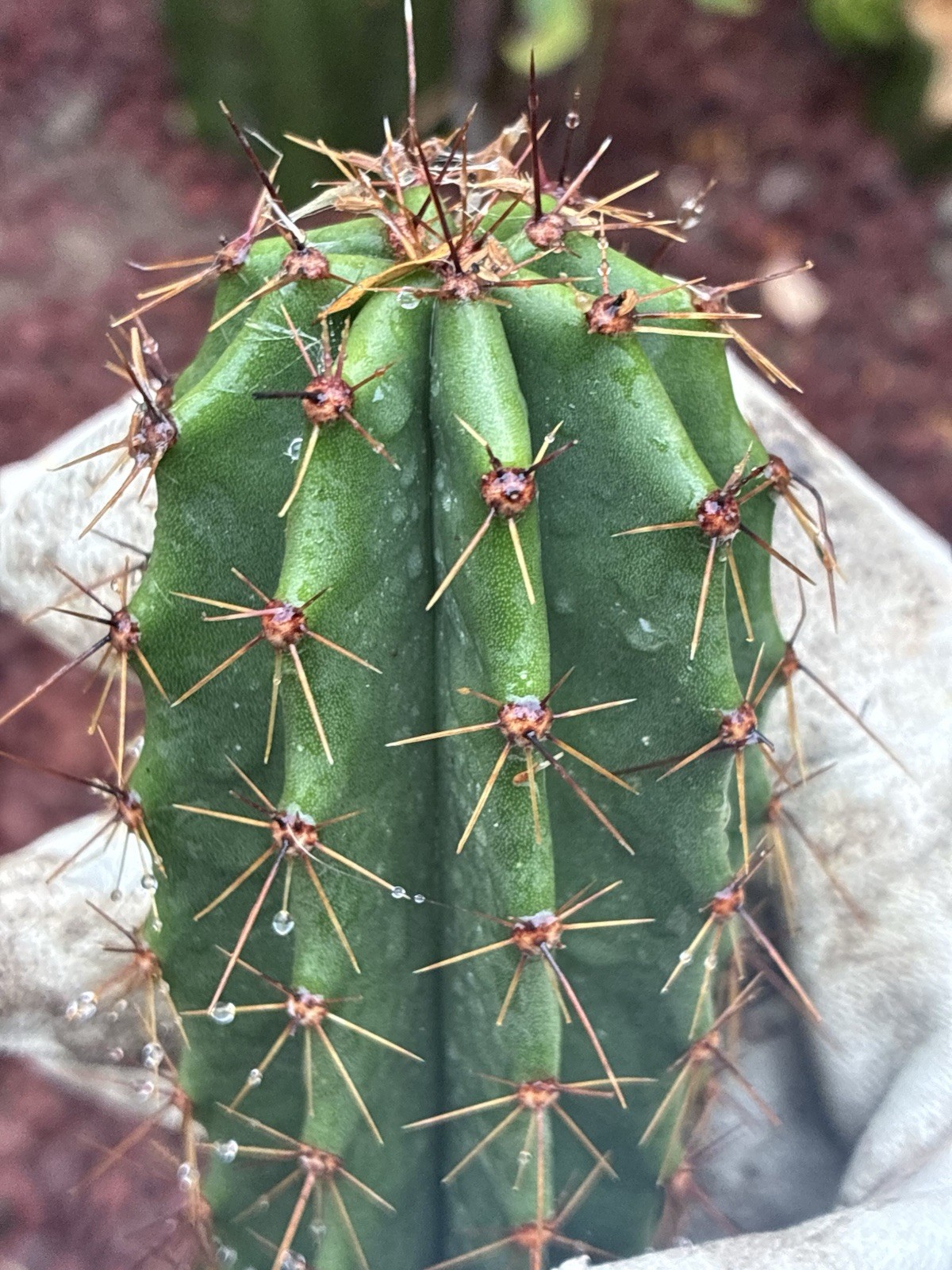 Stenocereus Queretaroensis Rooted Cactus Cutting