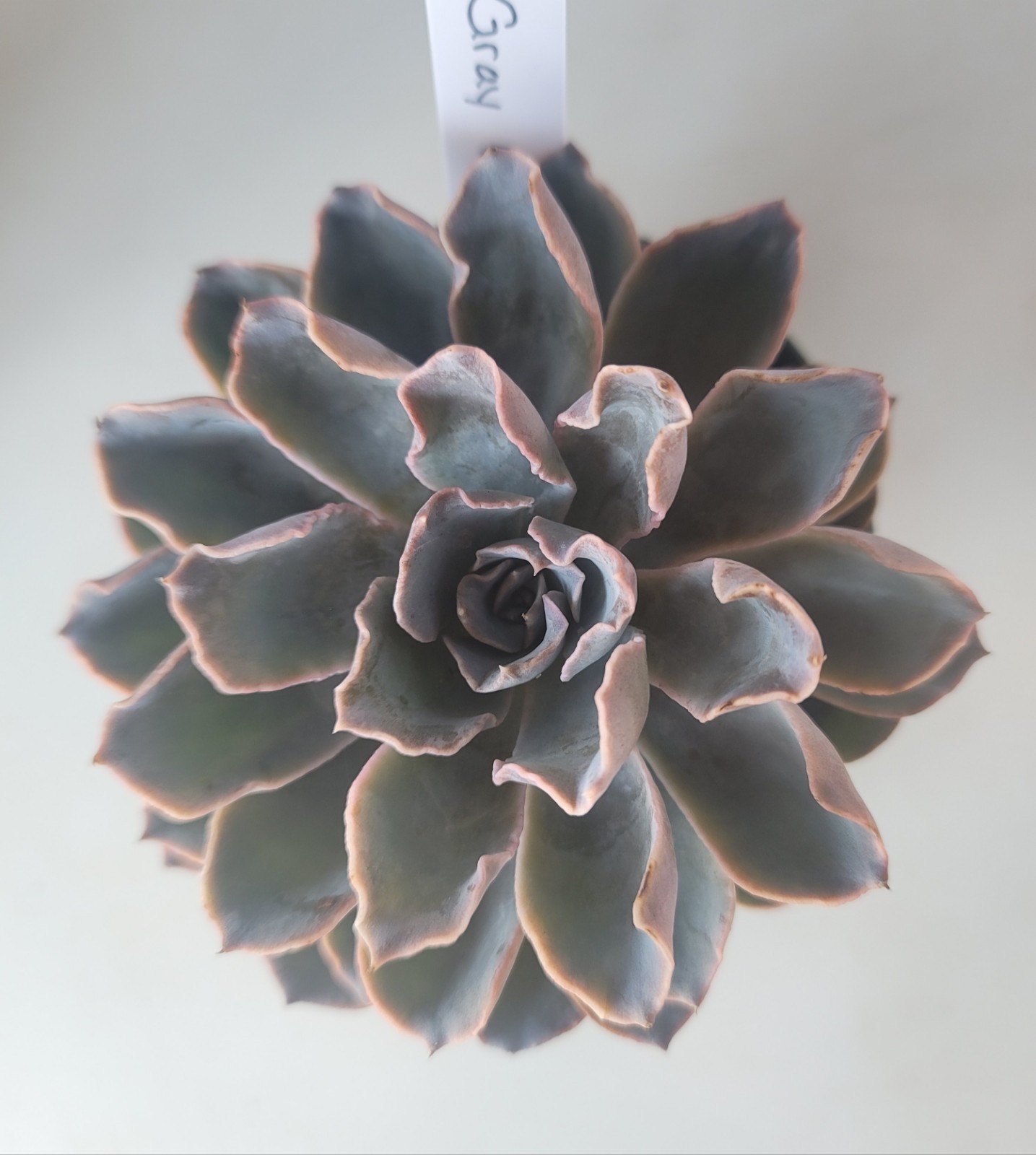 Live Rooted Plant Echeveria Gray Curl Succulent In 4″ Pot