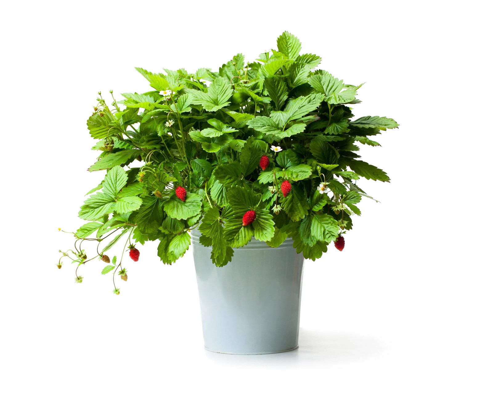 60 RUEGEN STRAWBERRY Everbearing Alpine Fragaria Vesca Red Berry Fruit Seeds