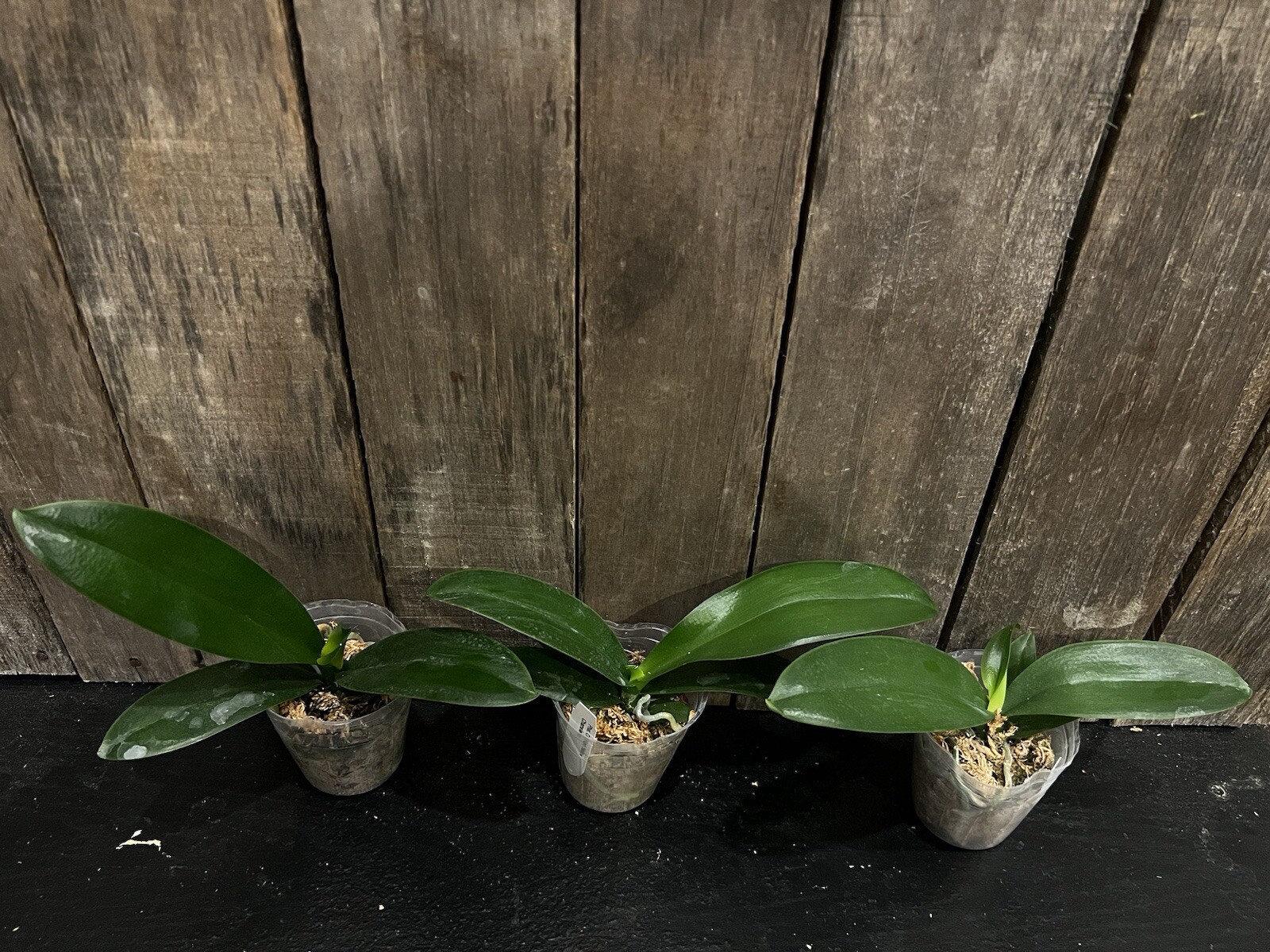Phal. Chi Yueh Yellow Chameleon, Mature Size, FREE Shipping
