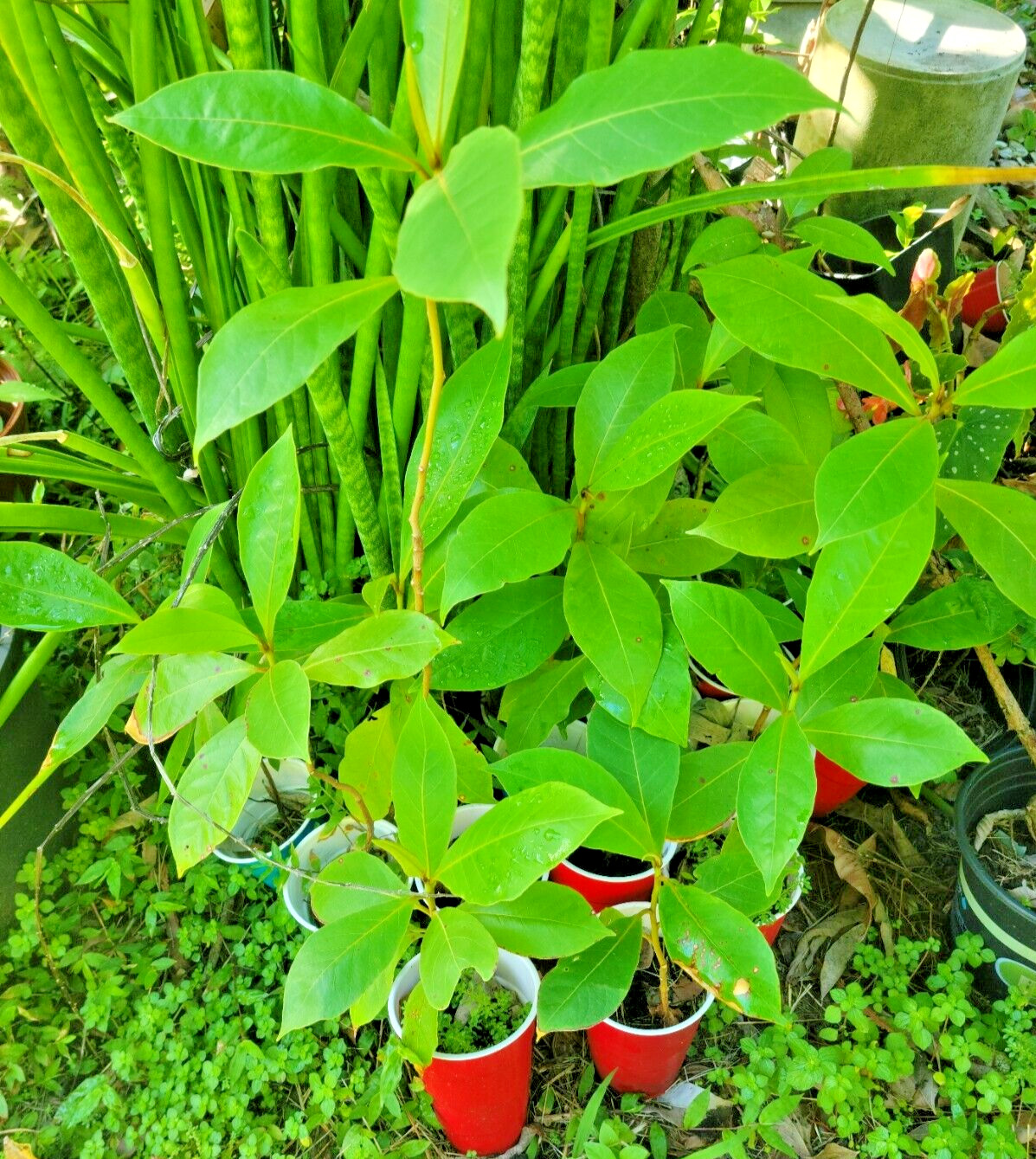 Tropical Almond Plants Terminalia catappa Live Plant 7 – 12 inch tall