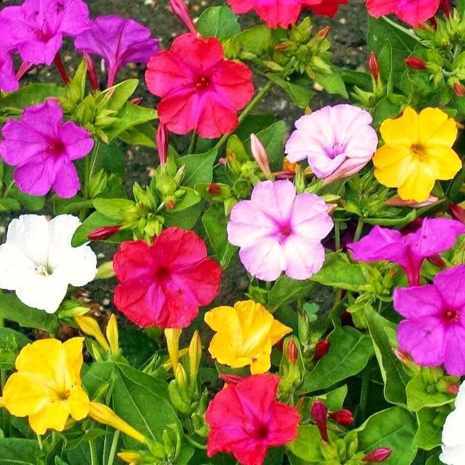 Solid Colors Mix Four O’ Clock Seeds | Mirabilis Rainbow Mixed Flower Seed 2025
